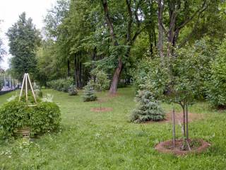 В Перми ежедневно проводят уходовые работы за деревьями и кустарниками