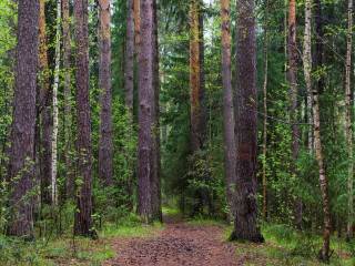 В Перми проходит краевой конкурс «Юный Лесовод»