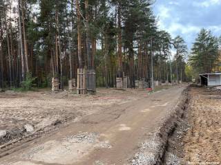 Власти Перми совместно с природоохранной прокуратурой провели осмотр деревьев в парке «Балатово»