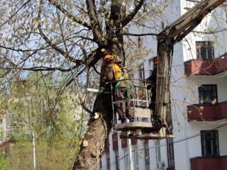 В Перми начинаются работы по оздоровительной обрезке деревьев