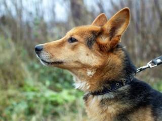 За 5 лет в Перми более чем в два раза снизилось число покусов собаками без владельцев