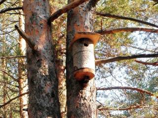 В пермских лесах с начала года установлено 80 дуплянок и кормушек для птиц