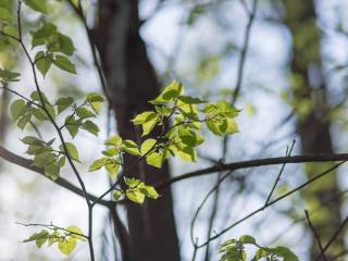 В Перми с начала года проведена санитарная обрезка порядка 1700 деревьев