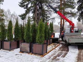 Более 100 деревьев в кадках переехали с улиц Перми на зимовку в питомник растений