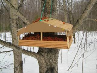Жителям Перми напоминают правила подкормки птиц зимой