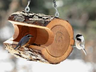 Жителям Перми напоминают о важности подкормки птиц зимой