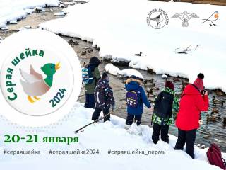 Жителей Перми приглашают принять участие в зимнем учёте водоплавающих птиц