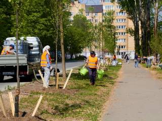 В этом году на улицах Перми в рамках компенсационных посадок высадят более 5 тысяч деревьев и кустарников