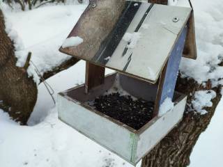 Жителям Перми напоминают о важности подкормки птиц в зимний период