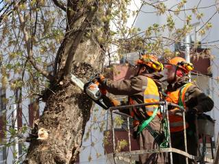 В этом году в Перми пройдёт санитарно-омолаживающая обрезка более 4 тысяч деревьев