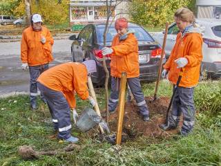 В Перми поступило более 30 заявок для участия в акции «Дерево – городу»