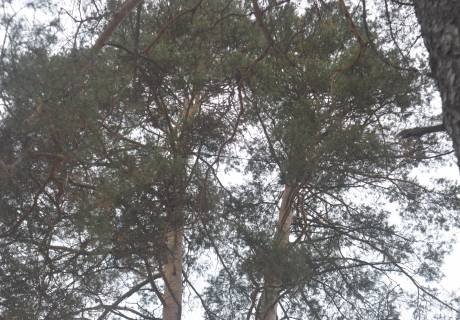 В Перми в Черняевском лесу прошел мастер-класс  по укреплению двухвершинной сосны