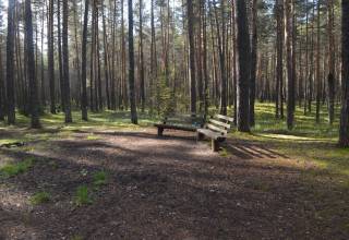 Пикниковое место отдыха в Верхне-Курьинском участковом лесничестве