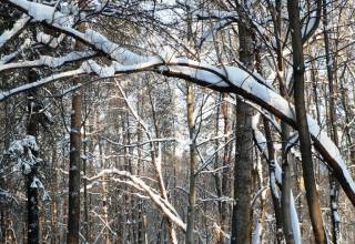 Черняевский лес зимой
